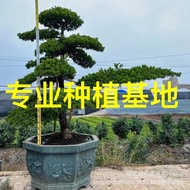 Wholesale Bonsai Arhat Pine Shape Floating Price Arhat Pine Linshui Oblique Japanese Arhat Pine Welc