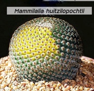 [ถูกที่สุด]แคคตัสแมมฮุย Mammillaria huitzilopochtli cactus,succulent กระบองเพชร ไม้อวบน้ำ ต้นไม้สวยงาม