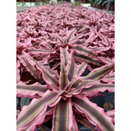 [Paling Horticulture Sdn Bhd] Cryptanthus 姬凤梨粉 | Bromeliad Cryptanthua | Pokok Hiasan Hidup