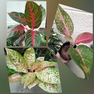 Aglaonema Laksap, Red Emerald, Big Roi live plants