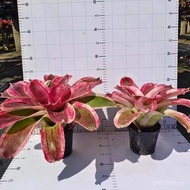 New Products Flowers Home Decoration Plants Recommended Foliage Foliage Potted Plants Colorful Water