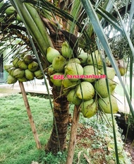 Bibit Kelapa Kopyor Asli