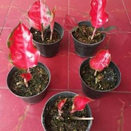 Bibit Bonggol aglonema suksom jaipong-aglaonema-tanaman hidup-bunga
