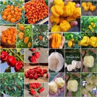 Colorful habanero pepper seedlings