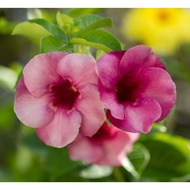 Pink allamanda alamanda 1 anak pokok/ keratan