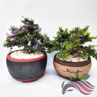 [Bonsai] Desmodium Unifoliatum - Vietnamese Bluebell With Randomly Ceramic Bonsai Pot 越南凌珊 蓝铃草 by LS