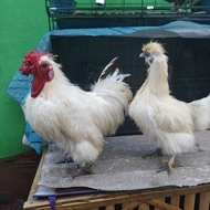 Ayam Hias Bulu Kapas Indukan