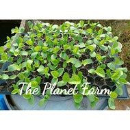 Rock Melon Plant/Pokok benih honeydew (1pc)with pot