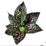 Aglonema pink dalmantion | tanaman hias aglonema | Aglonema pink