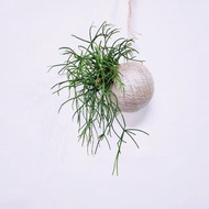 垂枝綠珊瑚苔球│板植│室內植物│窗邊植物│觀葉植物