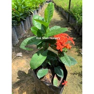 Ixora Chinensis “Red（Bunga Xian Tan）Outdoor Plant Size Bag 9x9 Bunga Hidup