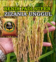 BENIH BIBIT BIJI PADI SUPER ZIZANIA HARGA PER 5 KG KUWALITAS UNGGUL