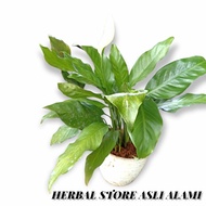 Ornamental plant phylum cobra/peace lily indoor ornamental plant