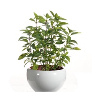 Ocimum basilicum, Common Basil, Thai Basil, 九層塔