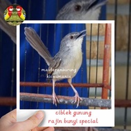 burung ciblek gunung jantan rajin bunyi special