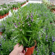 Anak Pokok Bunga Herba Angelonia Live Plants Angelonia Herb Potted Plants Pokok Herba Bunga Satey Po