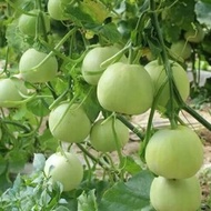 Biji Benih Tembikai Susu Manis /Sweet White Melon seeds