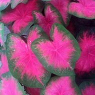 30PCS Thailand Caladium Seeds of Perennial Flower Potted Seeds Caladium Bonsai Plant Seeds #R32