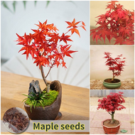 ปลูกง่าย เมล็ดสด 100% เมล็ดพันธุ์ ต้นเมเปิ้ล บรรจุ 50 เมล็ด Japanese Red Maple Seeds Bonsai Tree See