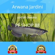 Ikan Hias Arwana Jardini Top Grade
