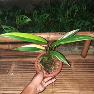 TANAMAN HIAS EPIPREMNUM AMPLISSIMUM VARIGATA YELLOW / PHILODENDRON