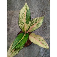 Sindo - Aglaonema Frozen Live Plant 0W99STP7UW