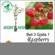 Bibit Tanaman Raspberry - Pohon Buah Raspberry - Buah Arbei