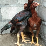 Anak anakan ayam shamo jepang berkualitas
