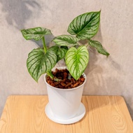 白雲蔓綠絨 5寸日式塑陶盆 觀葉植物盆栽