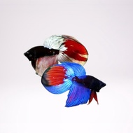 veiltail/vt/avatar//thailand