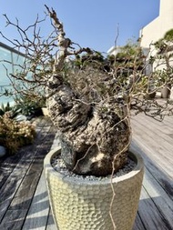 象足漆樹