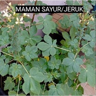 BENIH SAYUR MAMAN.MAMAN JERUK/RENDANG.(400 SEEDS)