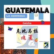 Single Origin Hand Brew Coffee Guatemala 🇬🇹 Geisha | 危地马拉  🇬🇹 瑰夏 手冲咖啡 ｜ Kopi Turas Guatemala 🇬🇹 Geis