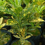 (LIVE PLANT)Thailand Pokok Puding Bintik Kuning Murah / Gold Dusk Croton Plant 💛By SWEETKYS