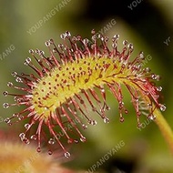 White:50pcs Garden Potted Plant Fly Trap Seeds, Giant Clip Venus Flytrap Plant Seeds, Plant Seeds, W