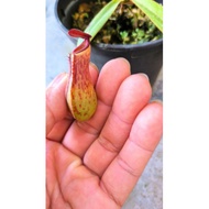 nepenthes albomarginata