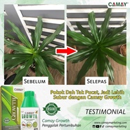 Camay Bloom/Camay growth