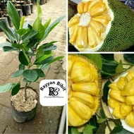 Bibit nangka madu besar okulasi nangka buldog bibit nangka jumbo okulasi