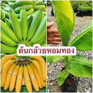 ต้นกล้วยหอมทอง หน่อกล้วยหอมทอง ลูกใหญ่ เนื้อแน่น ปลูกง่าย ดูแลง่าย นิยมเป็นพันธุ์ส่งออกนอก ขนาดต้น 40-50ซม. พร้อมปลูก🍌🍌