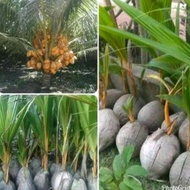 bibit kelapa gading orange