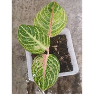 Sindo - Aglaonema Moonlight Live Plant UIDX83RA2C