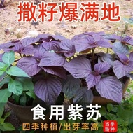 Four Seasons Edible Perilla Seeds Perilla Seeds Perilla Seeds Coriander Seeds Perilla Potted Balcony
