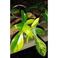 Philodendron Flobe Variegata / philodendron Florida Beauty Variegata