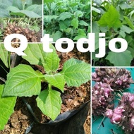 ! BIBIT TANAMAN HERBAL YAKON,TANAMAN INSULIN BUKAN KIPAIT,UMBI MANIS -