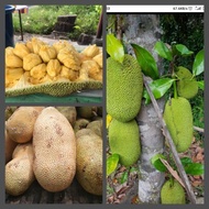 Pokok Cempedak Nangka Hibrid