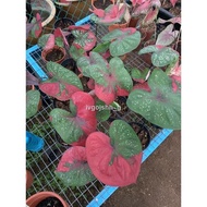 ✑♕keladi cat tumpah red berret caladium real live plant