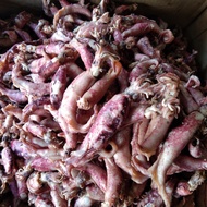 PROMO!!!Aneka Ikan Asin Teri Medan Cumi asin ikan peda teri gunting Bontio Gabus Samge Jambal Sepat 