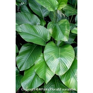 MKT - Thaumatococcus Daniellii live plant / Pokok daun hijau / hiasan dalam rumah [ Indoor Plant ]