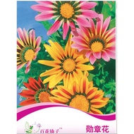 <Greenheavenz>  Fairy Flowers Flower Seeds Gazania Rigens Biji Benih 百花仙子勋章花种子 F067