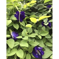 Traditional Herbal Plant - Anak Pokok Bunga Telang/Butterfly Blue Pea Flower
